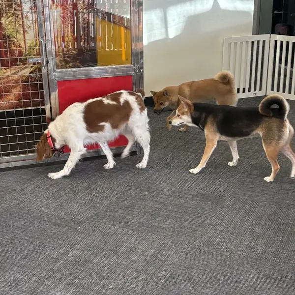 Suite time during boarding at K9 Rox Club